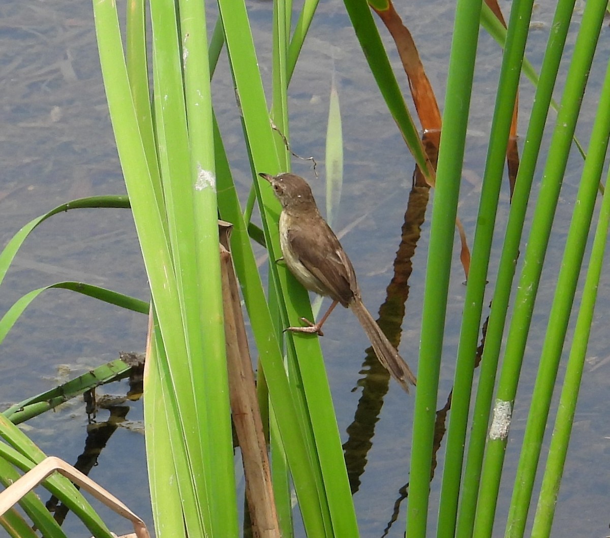 Plain Prinia - ML616849423