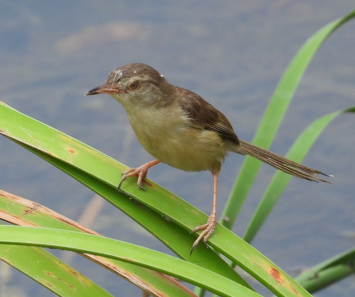 Plain Prinia - Rafael Berlanga