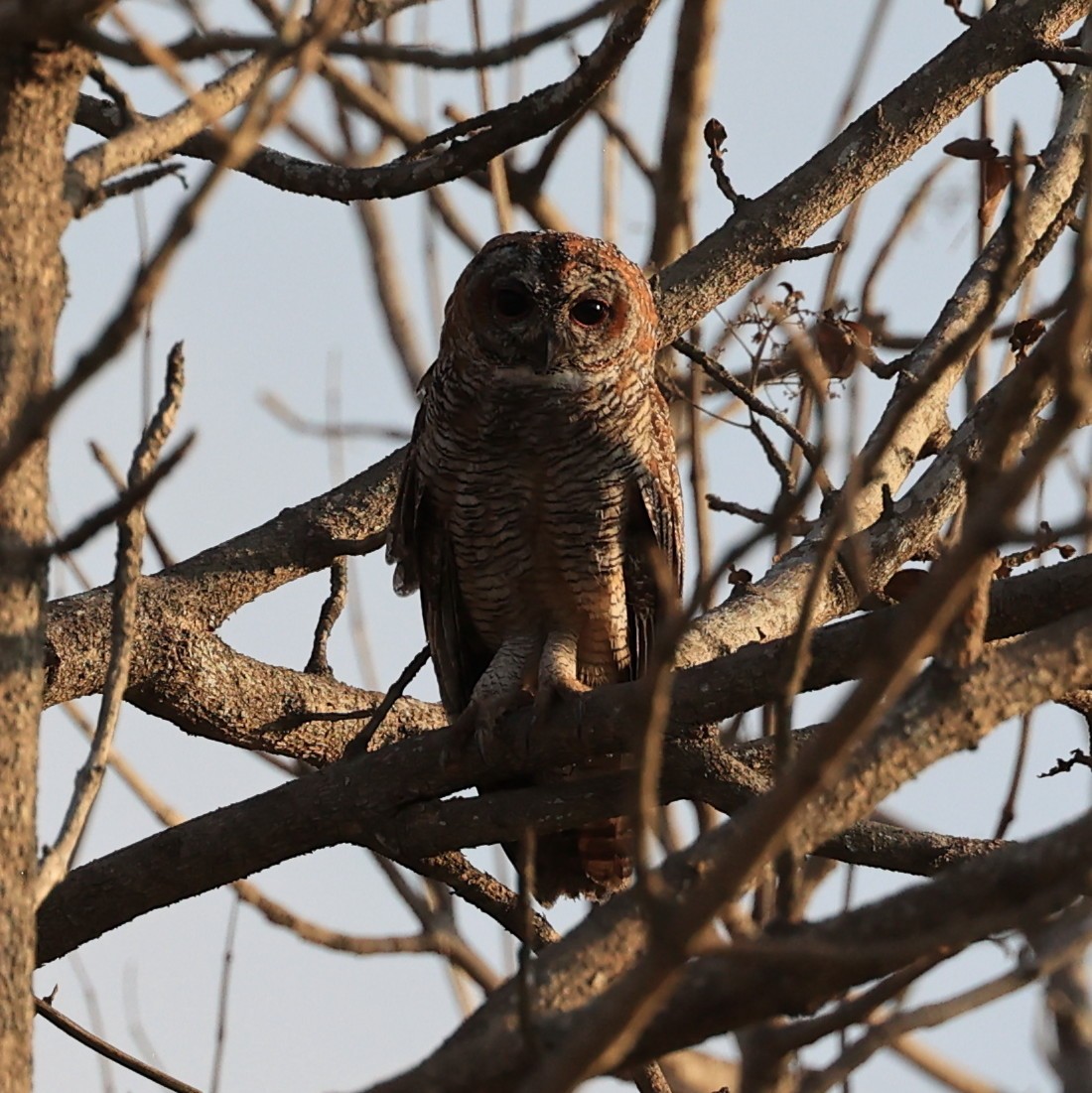 Mottled Wood-Owl - Vijaya Lakshmi