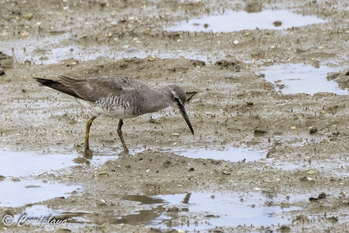 Gray-tailed Tattler - ML616849497