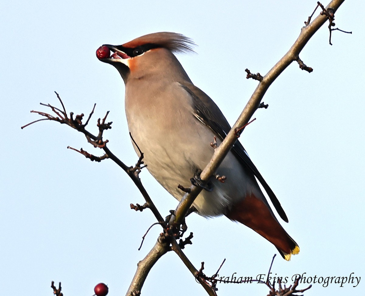 Bohemian Waxwing - ML616849521