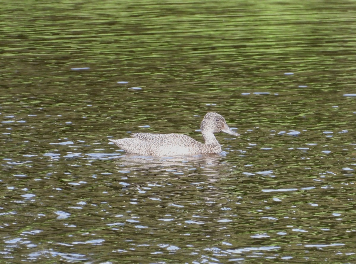 Freckled Duck - Joanne Thompson