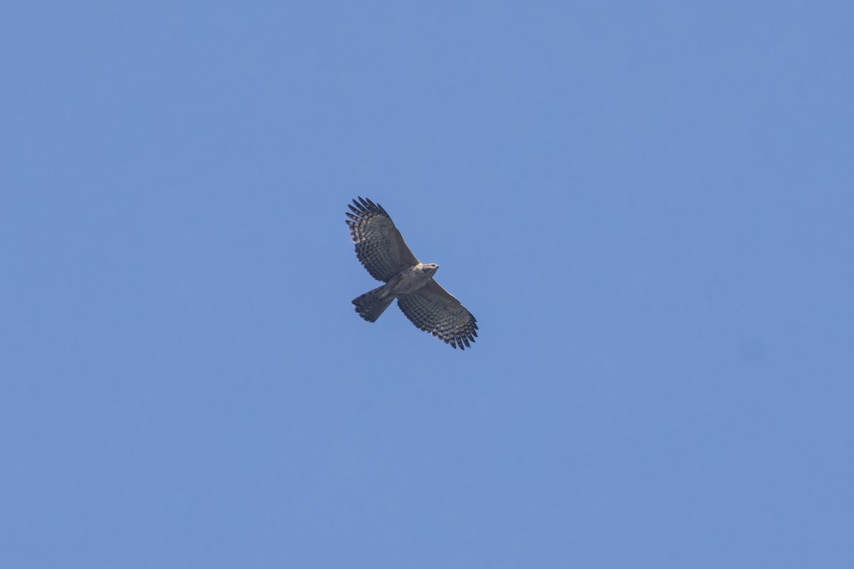 Mountain Hawk-Eagle (nipalensis) - ML616849536