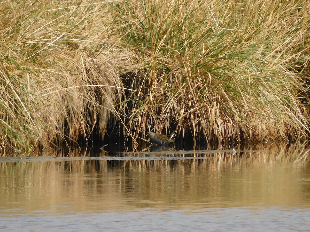 Polluela Australiana - ML616849616