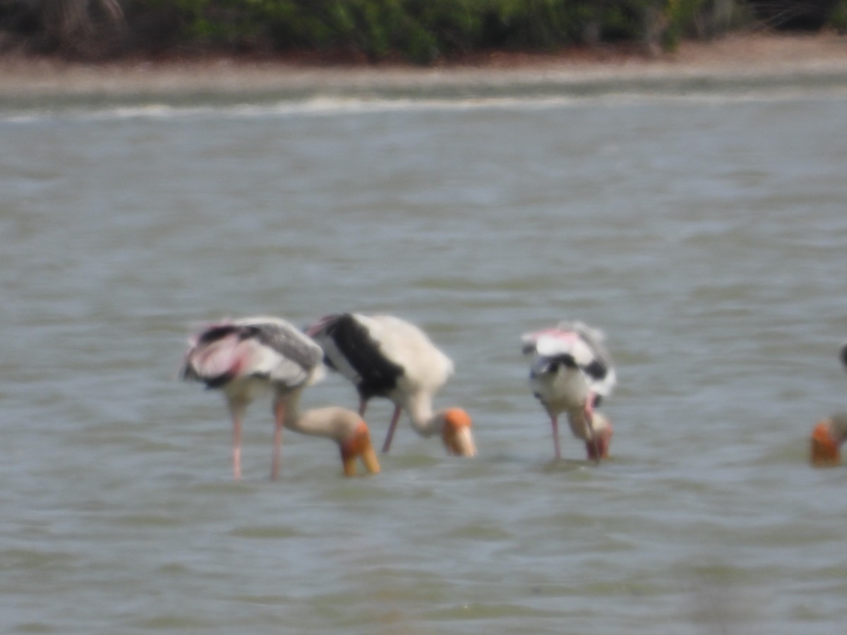 Painted Stork - ML616849632