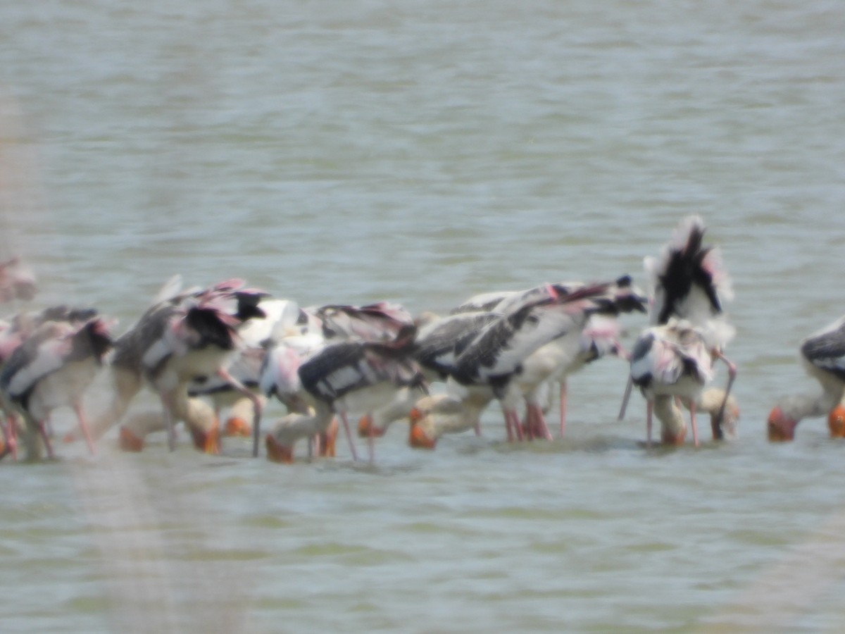 Painted Stork - ML616849633