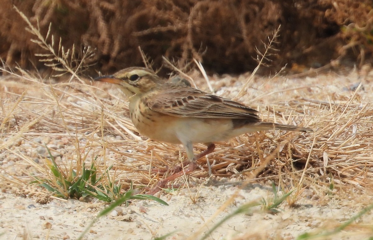 Paddyfield Pipit - Rafael Berlanga