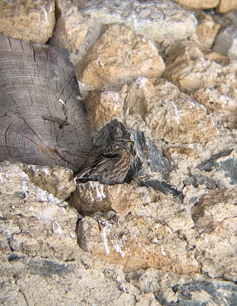 Alpine Accentor - Léo-Paul Godderis 🦜