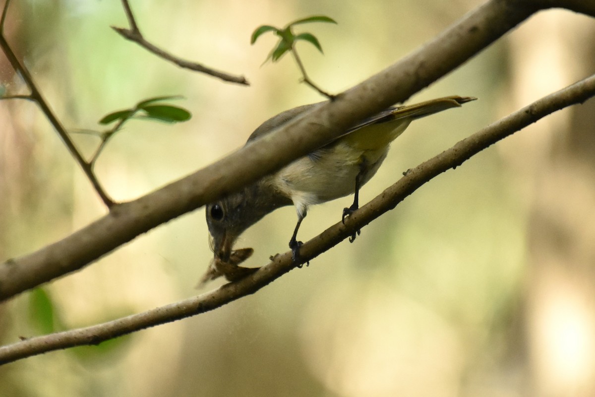 Golden Whistler - Stephen Haase