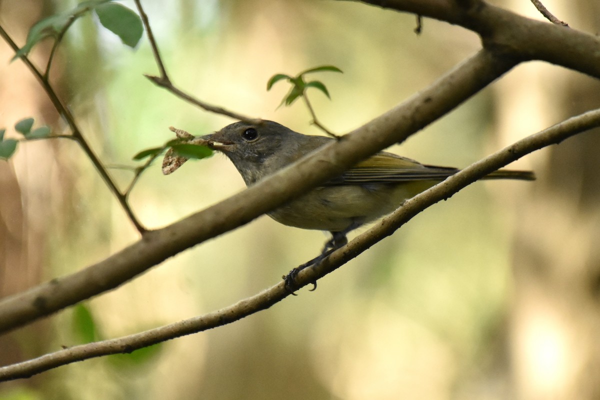 Golden Whistler - Stephen Haase