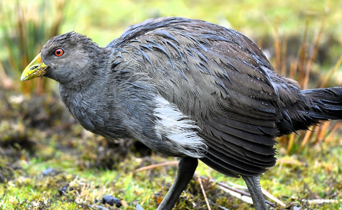 Tasmanian Nativehen - ML616849687