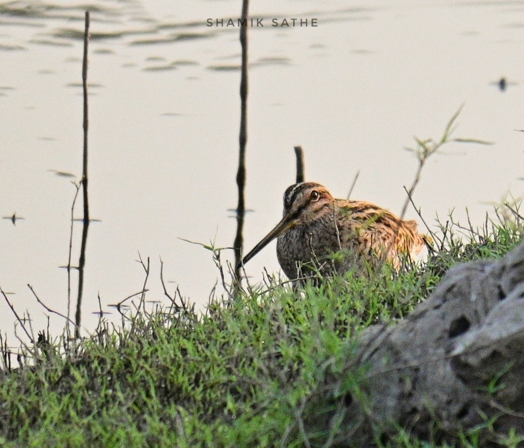 Common Snipe - ML616849694