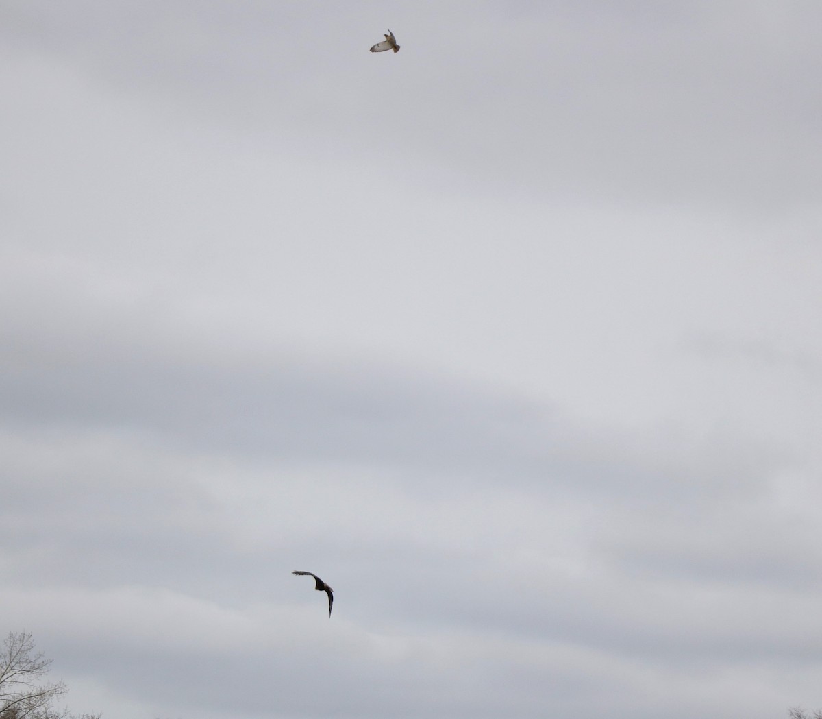 Red-tailed Hawk - Lisa Maier