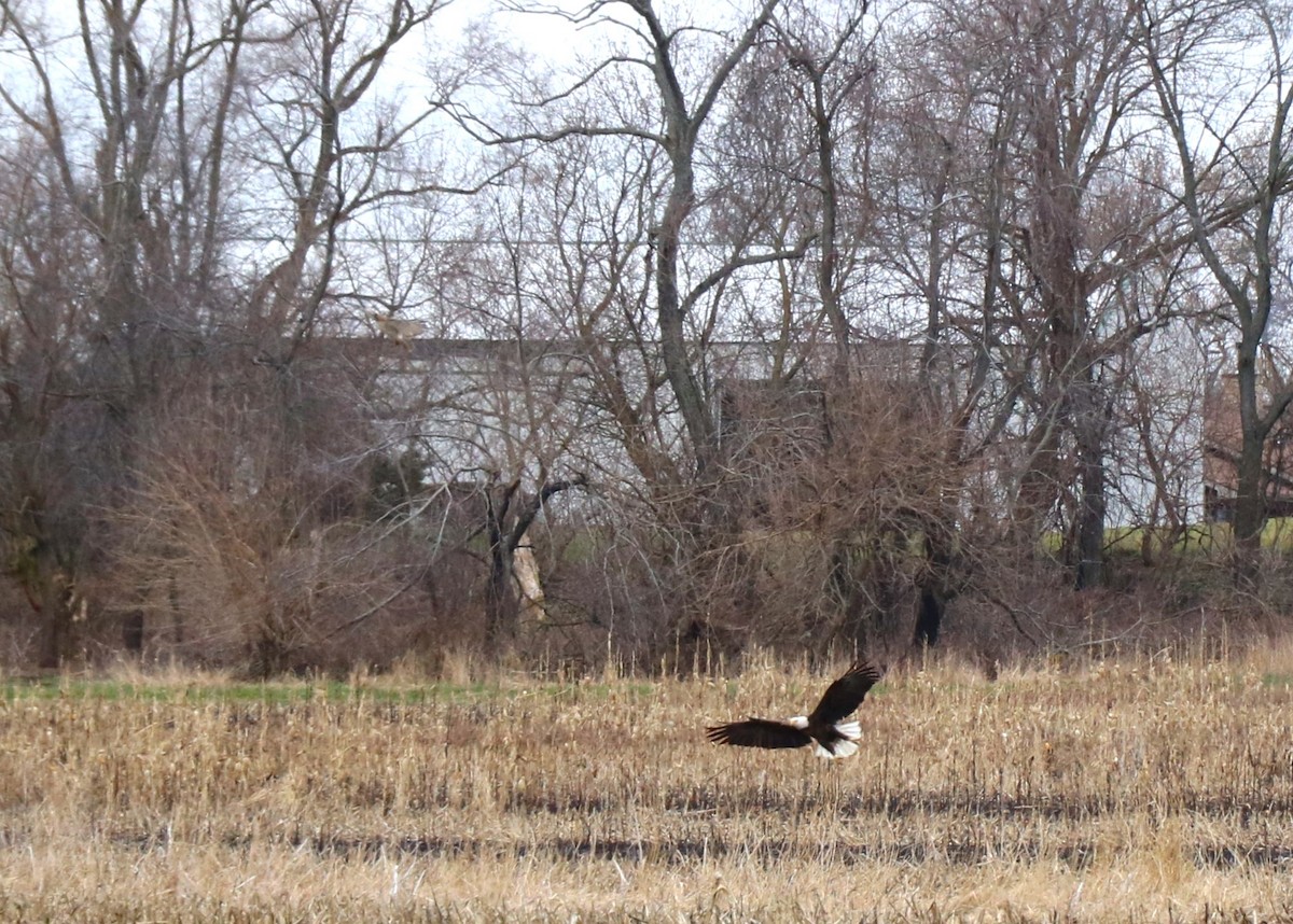 Red-tailed Hawk - Lisa Maier