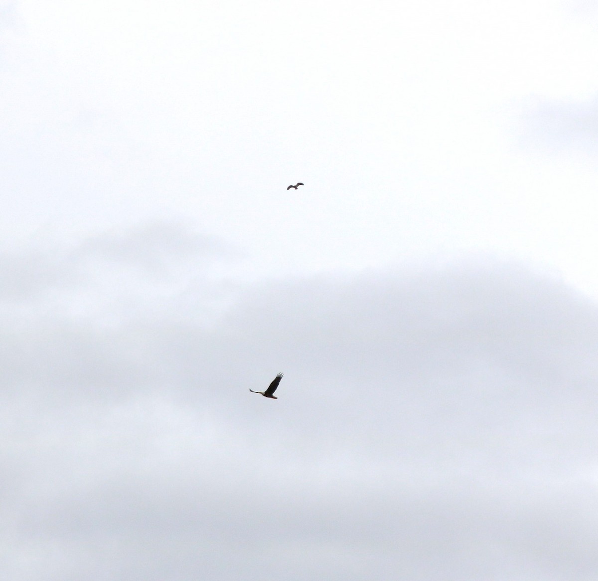 Red-tailed Hawk - Lisa Maier