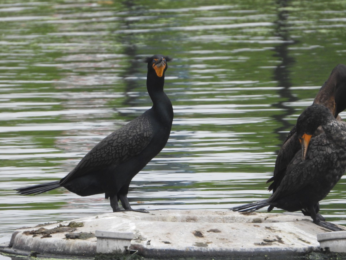 Double-crested Cormorant - ML616849752