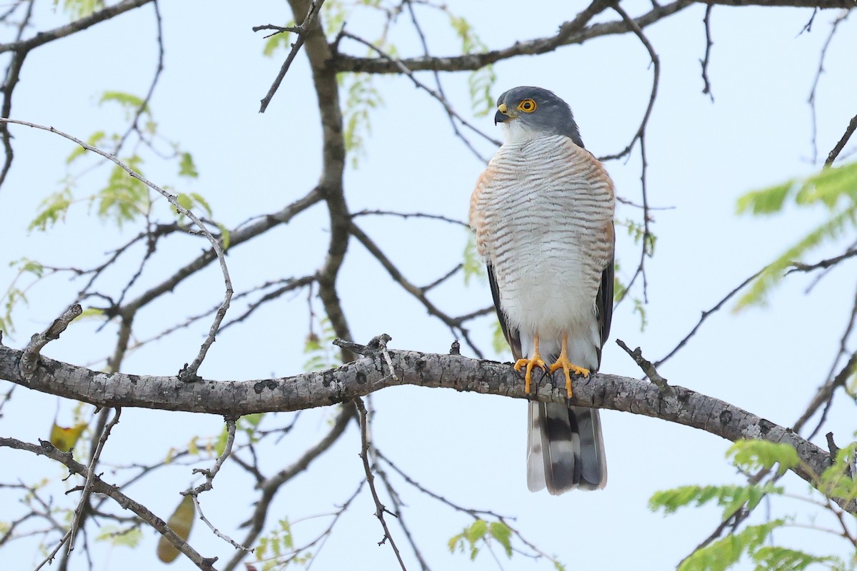 Little Sparrowhawk - ML616849754