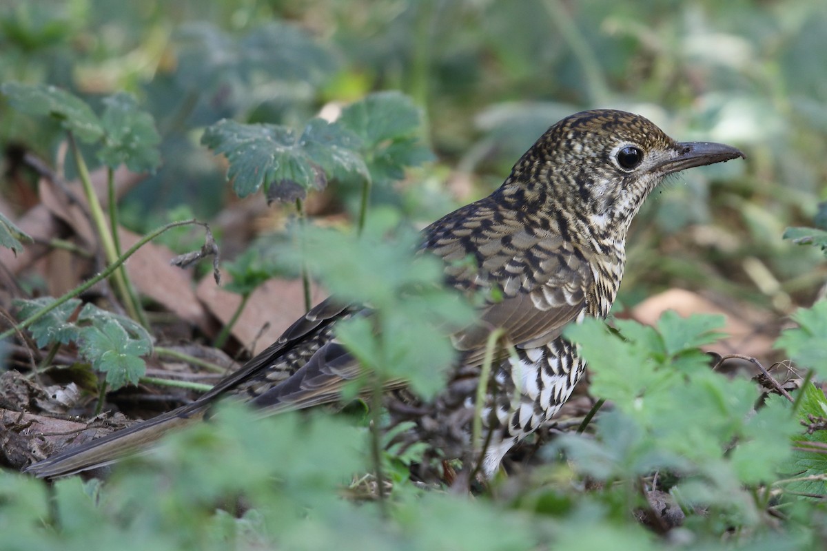 Bassian Thrush - ML616849776