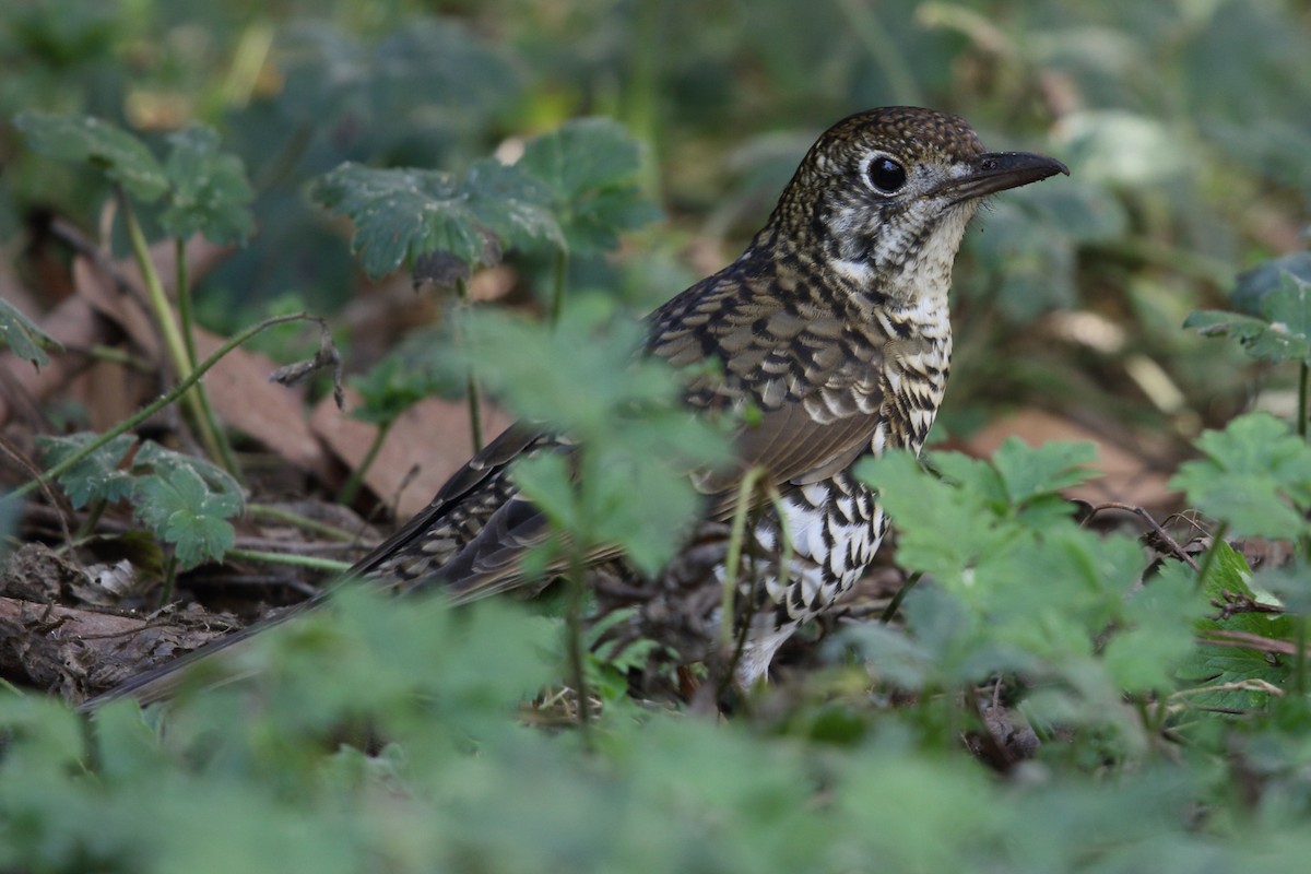 Bassian Thrush - ML616849777