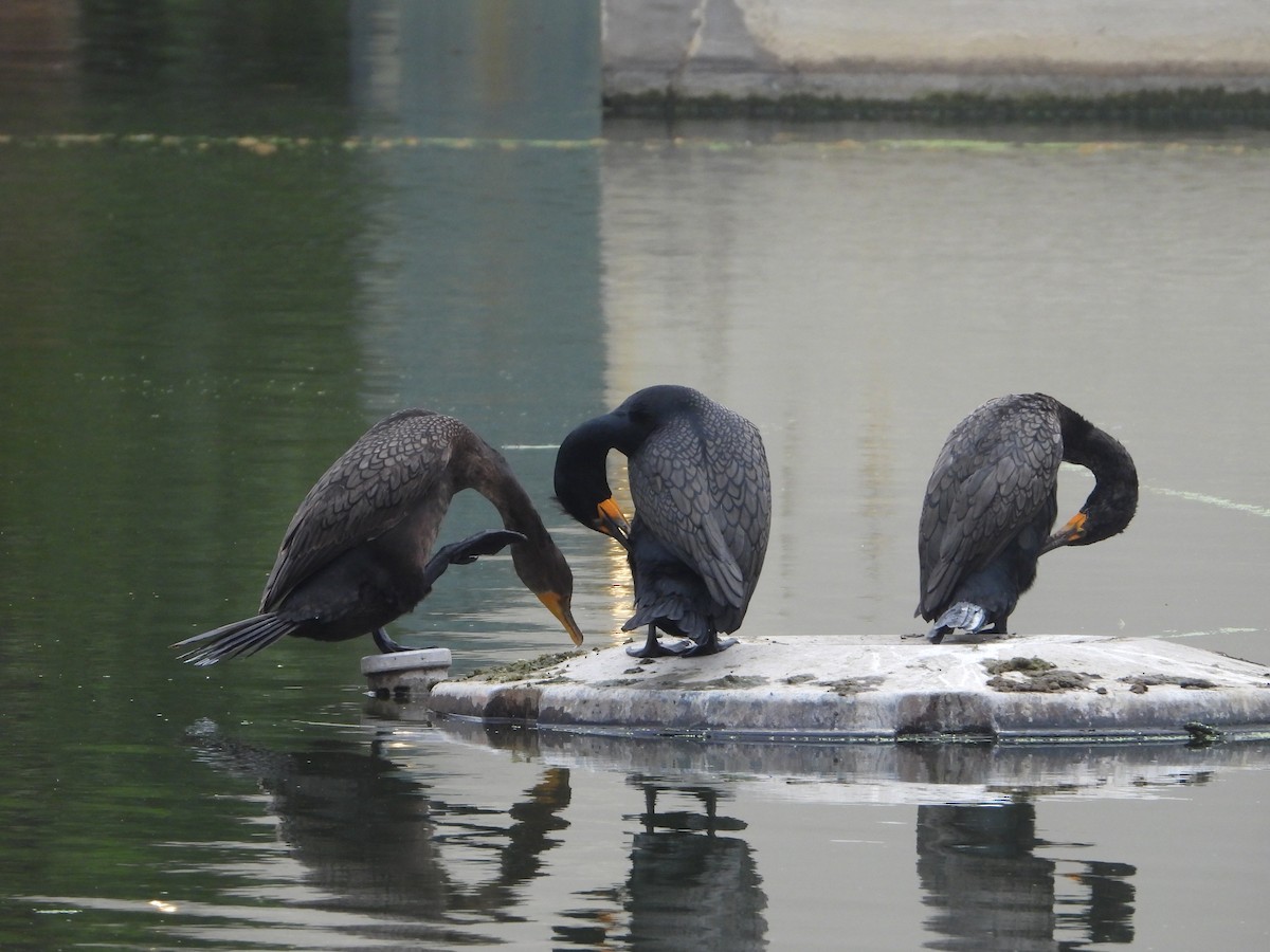 Double-crested Cormorant - ML616849781