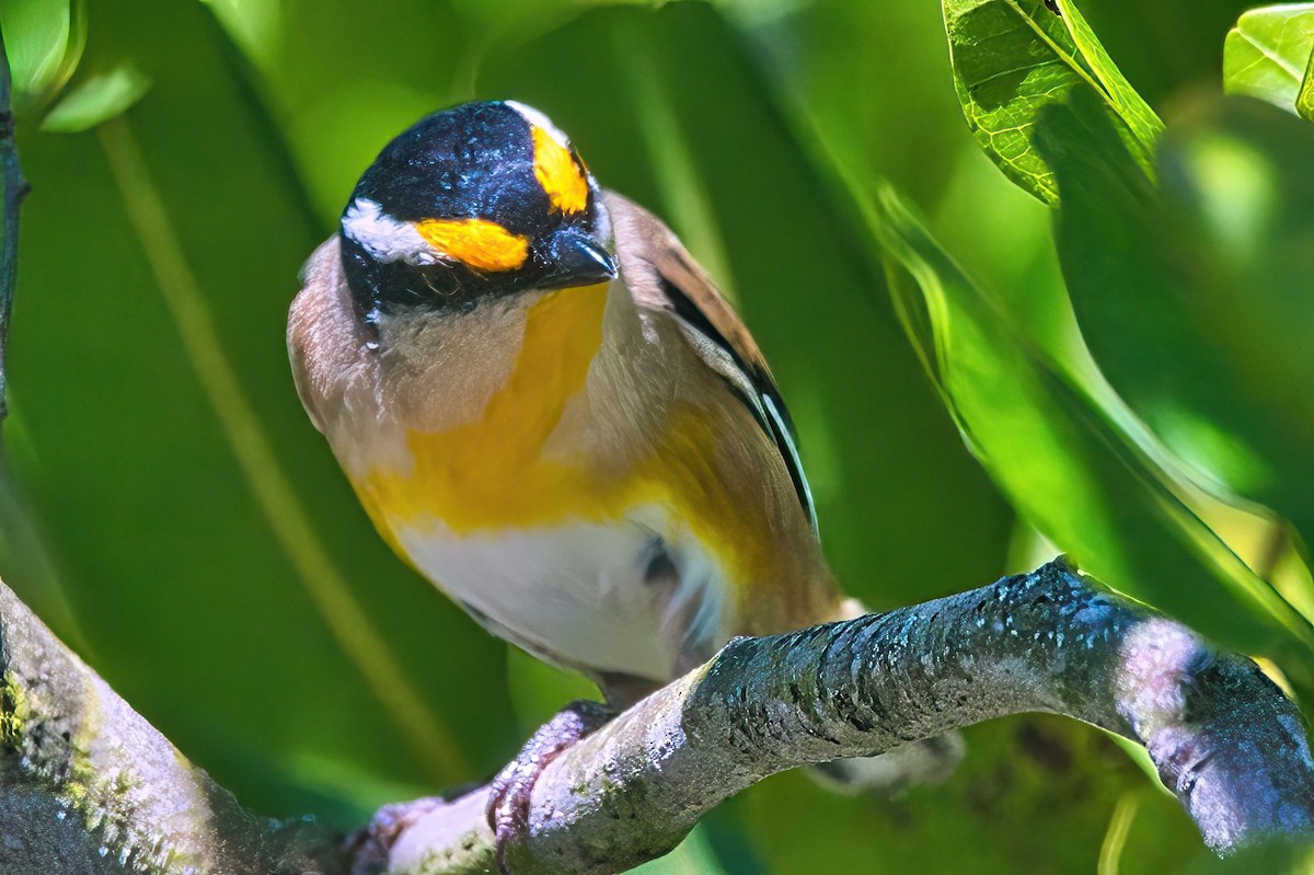 stripediamantfugl (melanocephalus gr.) - ML616849787