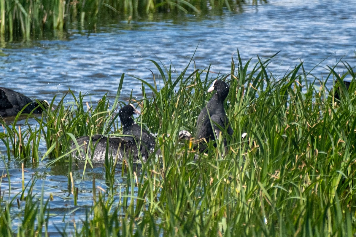 Eurasian Coot - Bruno Peixoto