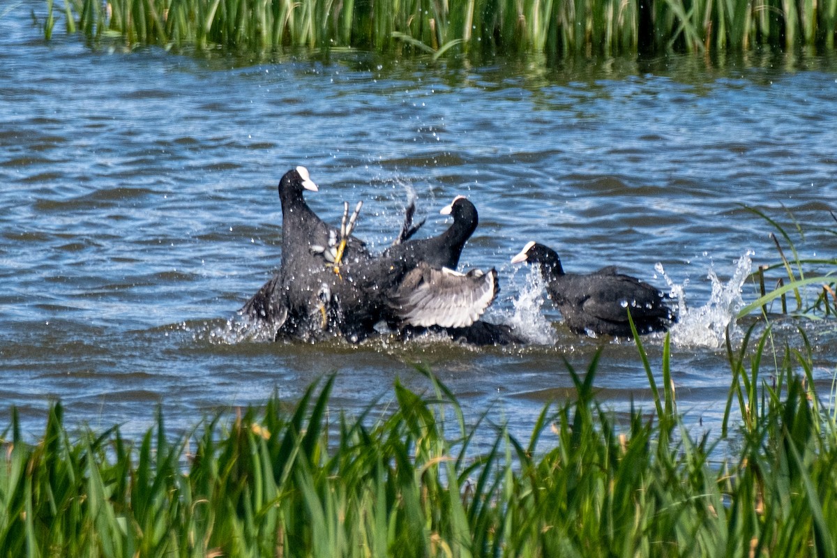 Eurasian Coot - Bruno Peixoto