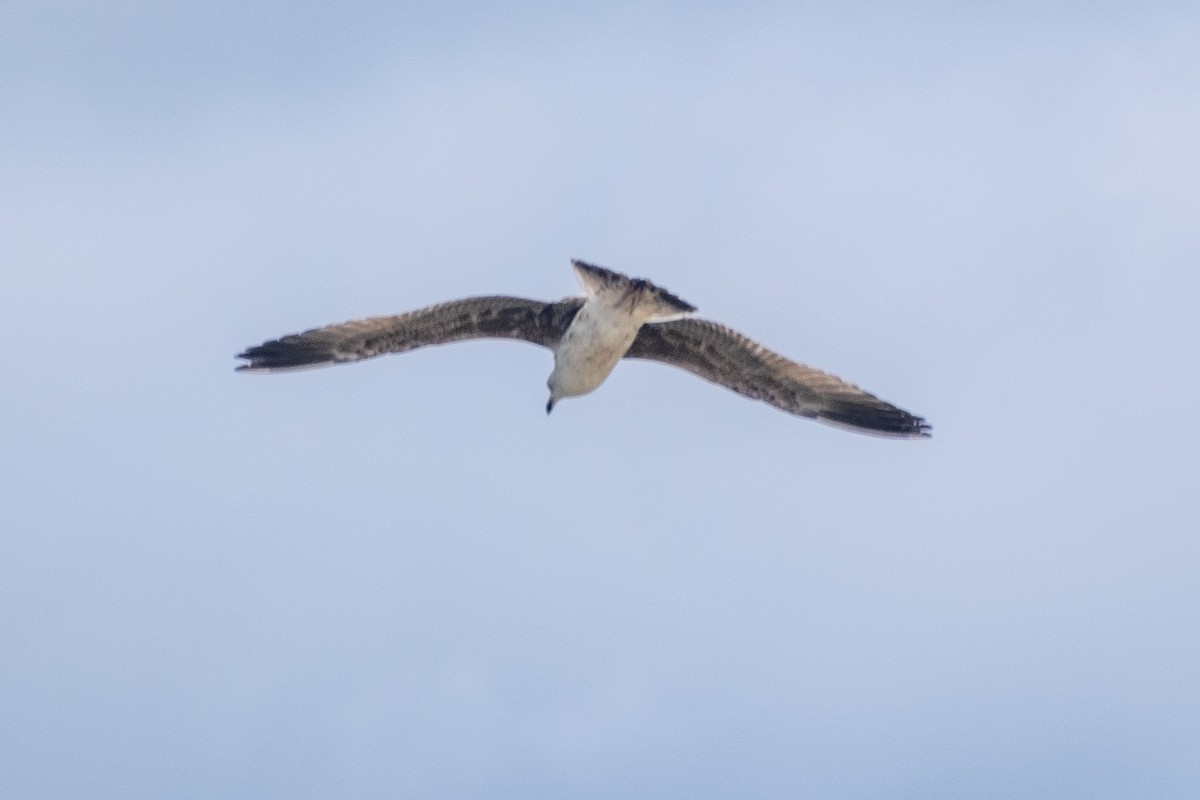 Yellow-legged Gull - Bruno Peixoto