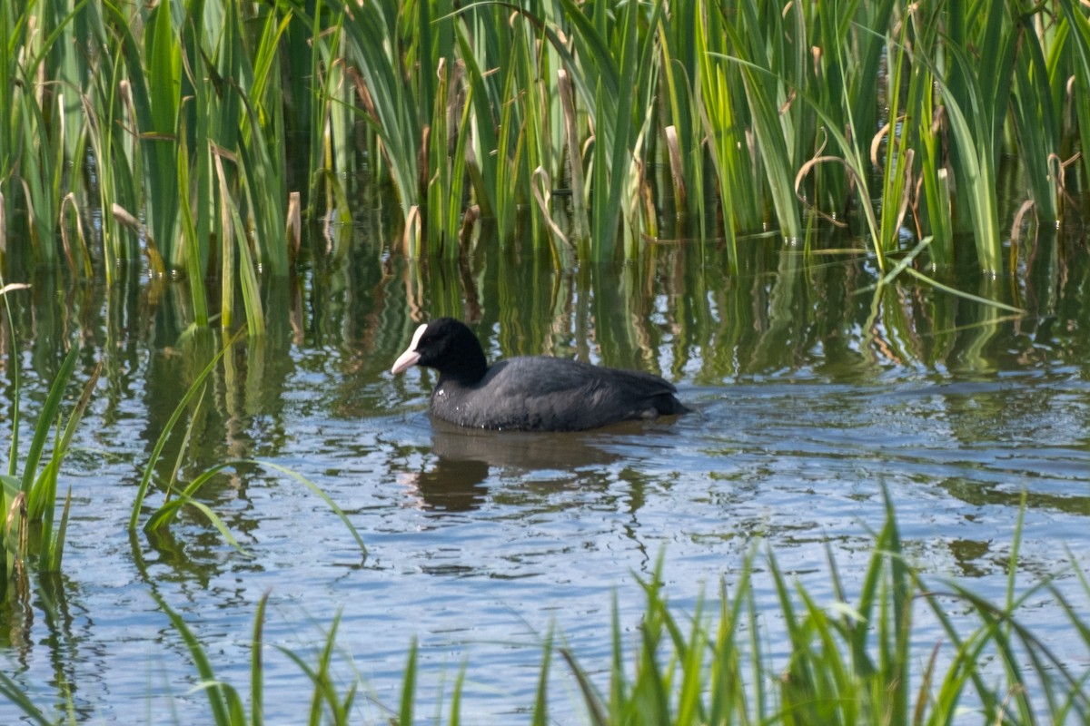 Eurasian Coot - Bruno Peixoto