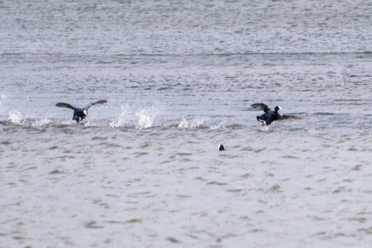 Eurasian Coot - Bruno Peixoto