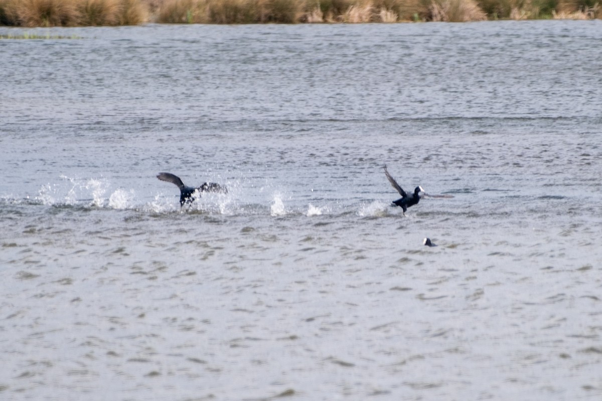 Eurasian Coot - Bruno Peixoto