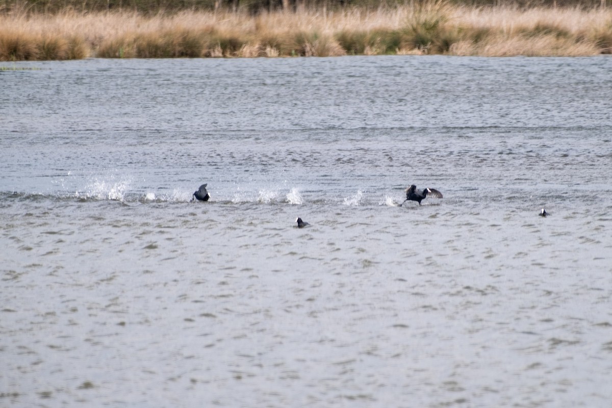 Eurasian Coot - Bruno Peixoto