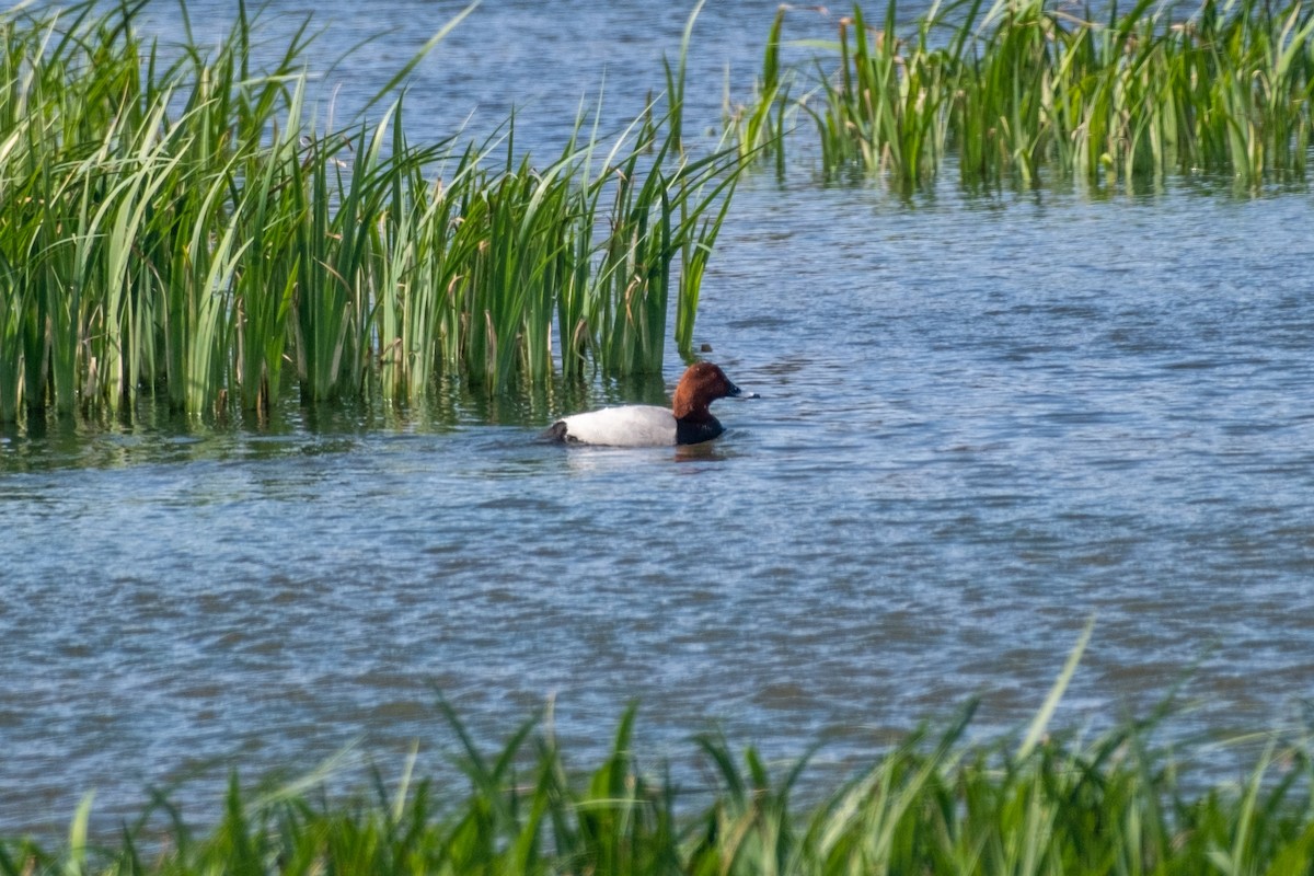 Common Pochard - ML616849850