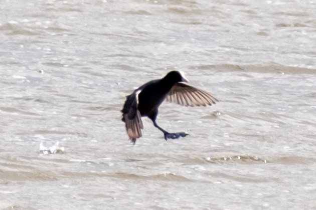 Eurasian Coot - ML616849860