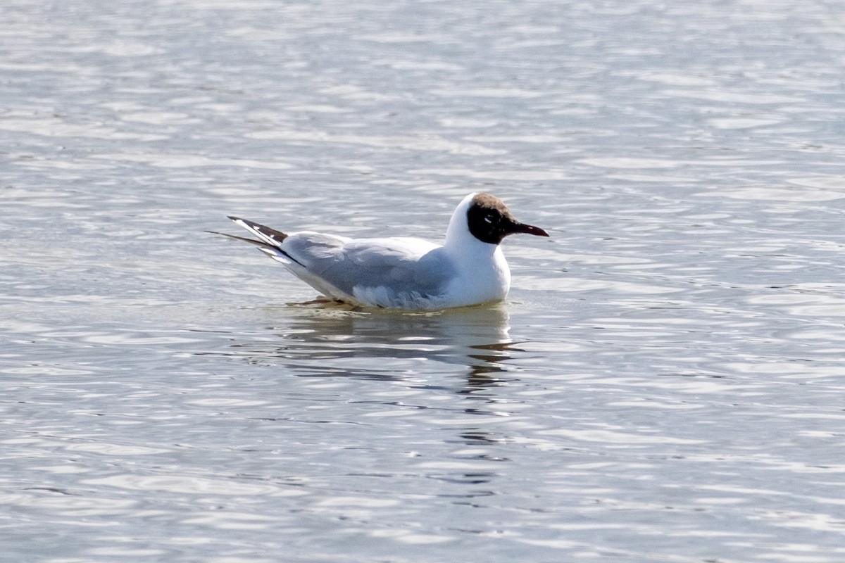 Mouette rieuse - ML616849866