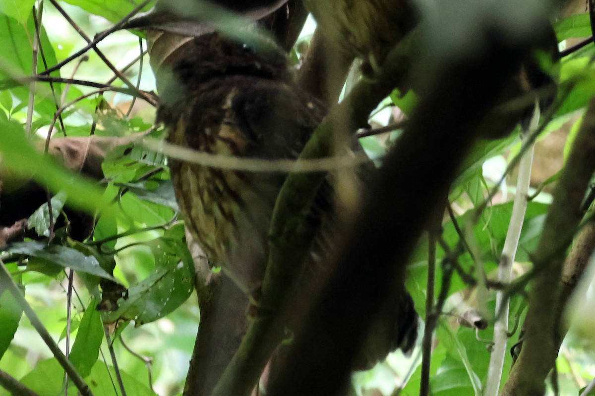 Mottled Owl (Mottled) - ML616849901