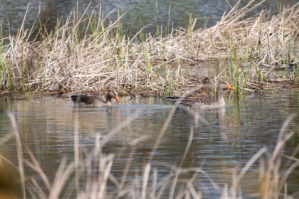 Graylag Goose - ML616849911