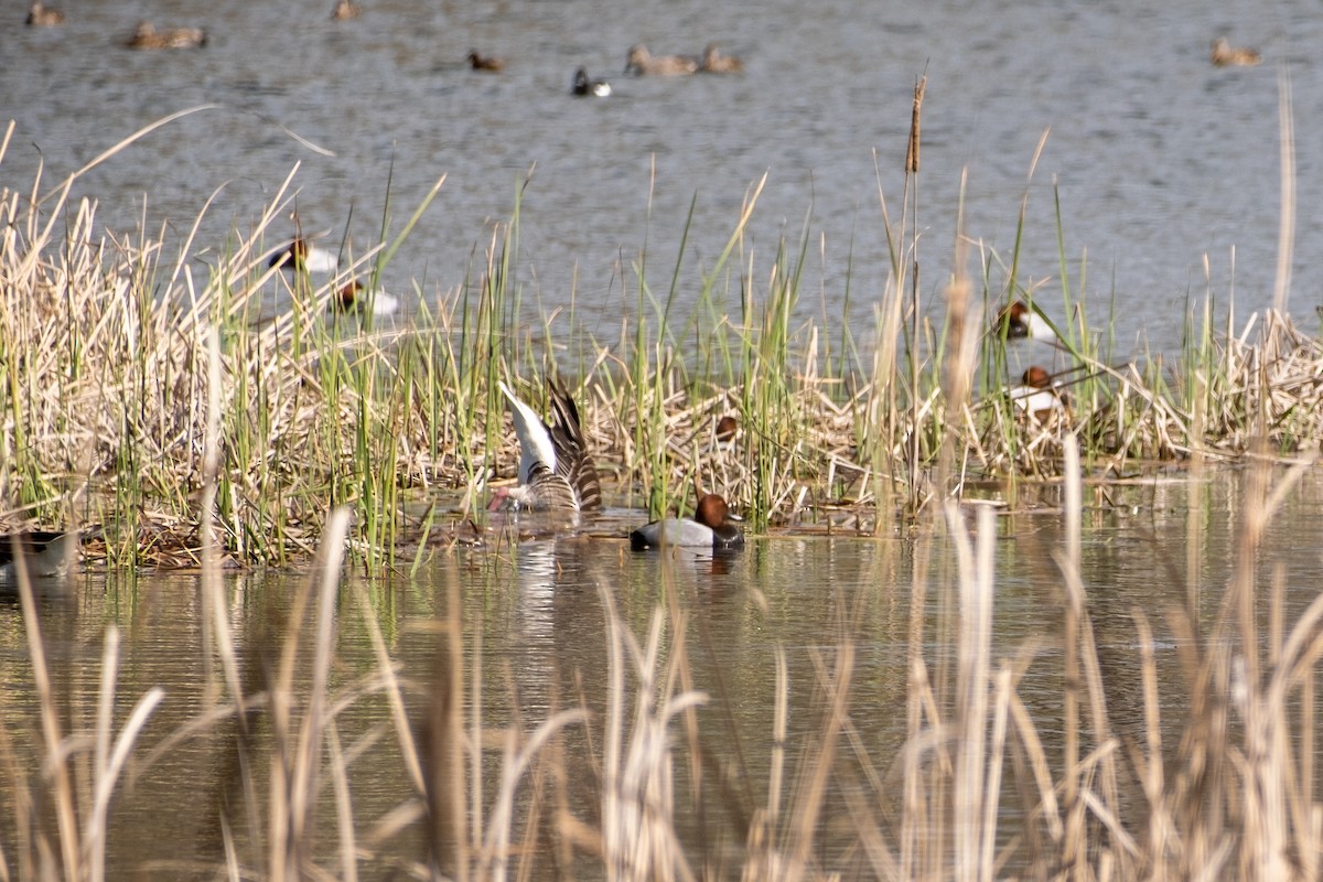 Common Pochard - Bruno Peixoto