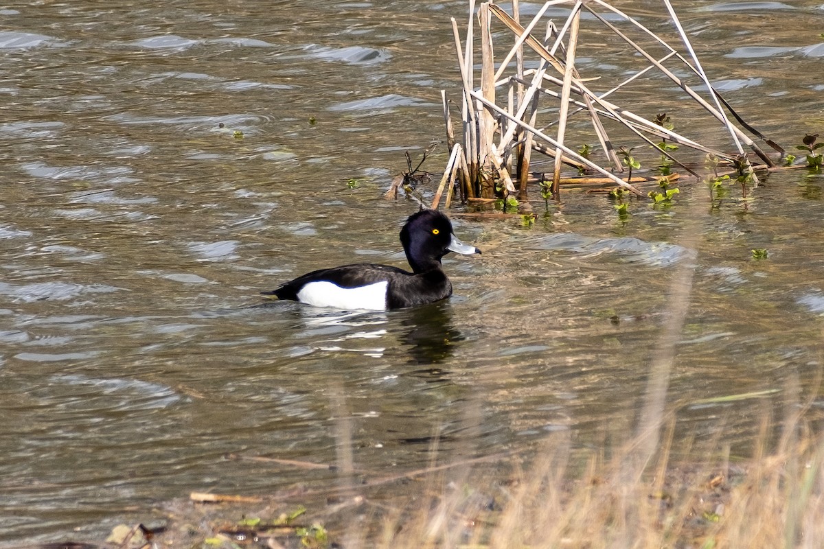 Tufted Duck - ML616849938