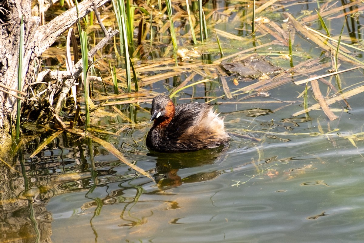 Little Grebe - ML616849971