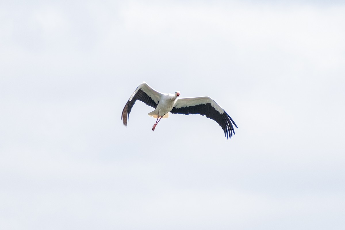 White Stork - ML616849979