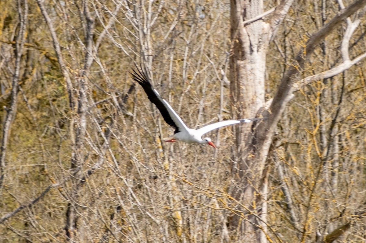 White Stork - ML616849981