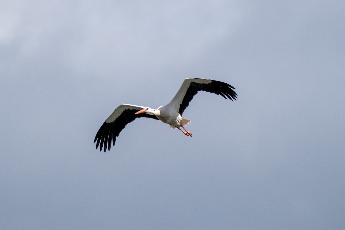 White Stork - Bruno Peixoto