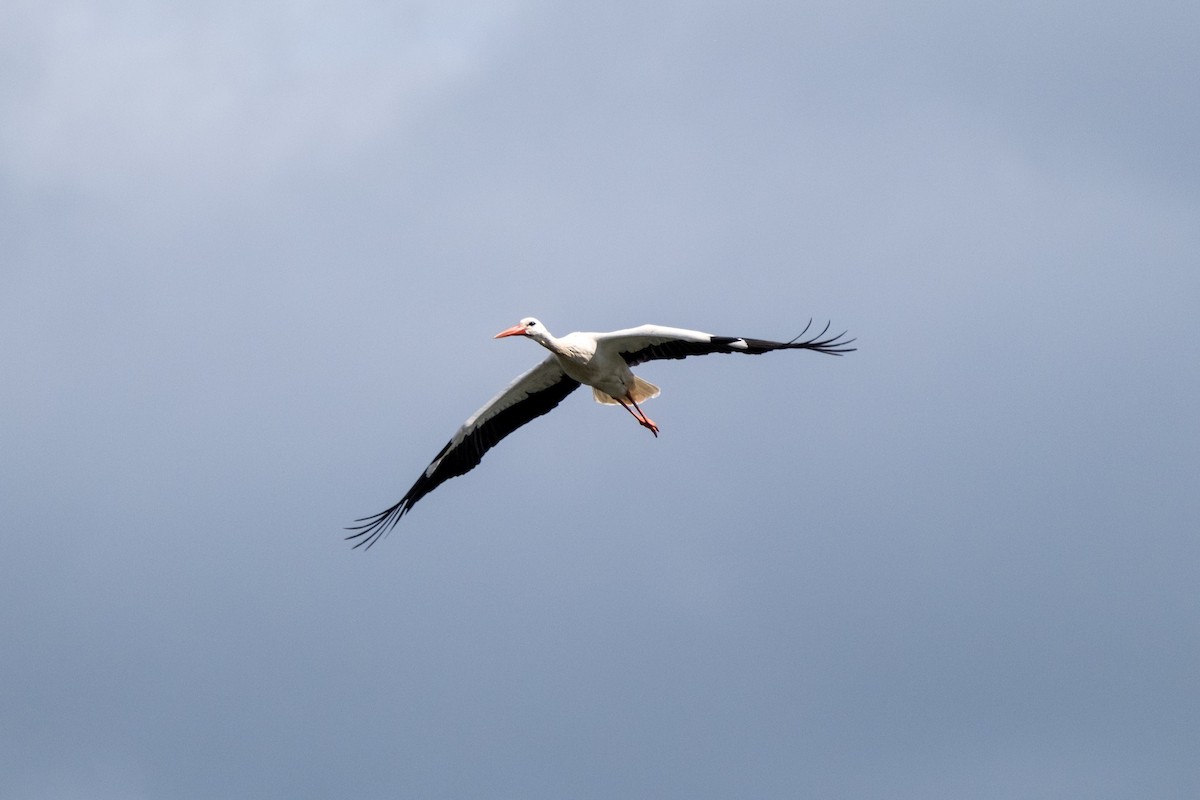 White Stork - ML616849984