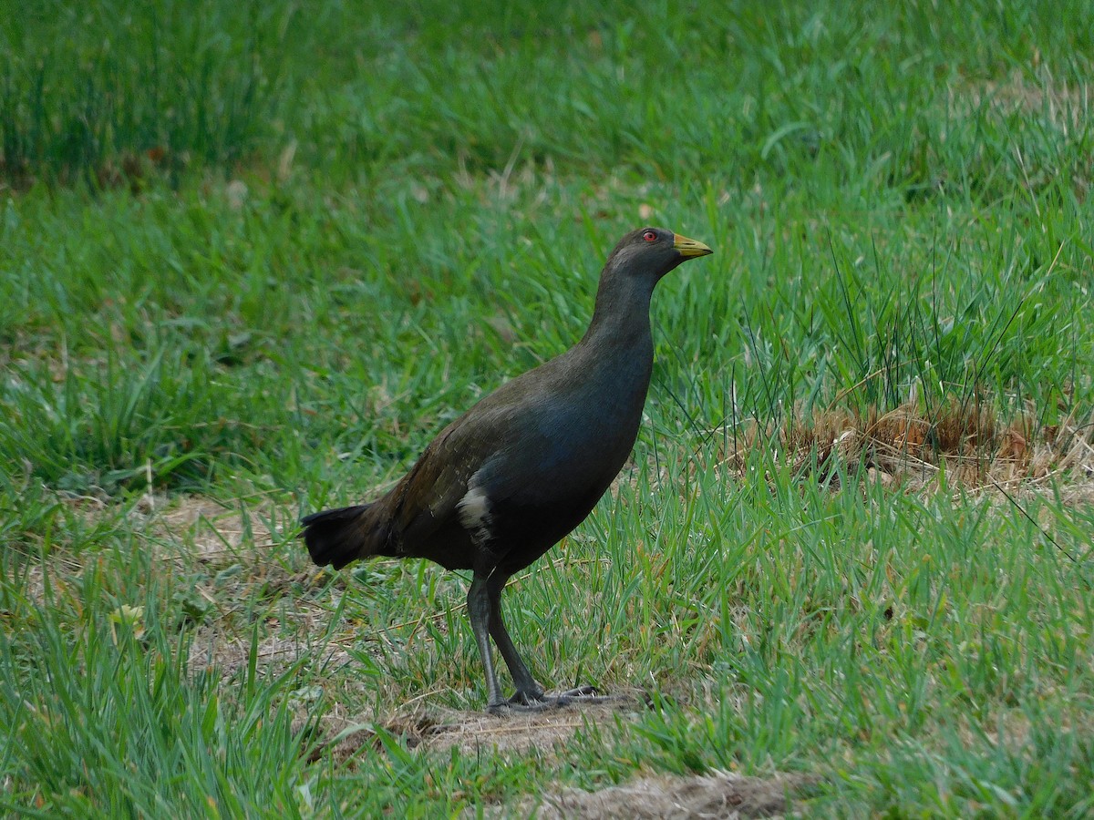 Grünfuß-Teichhuhn - ML616850008