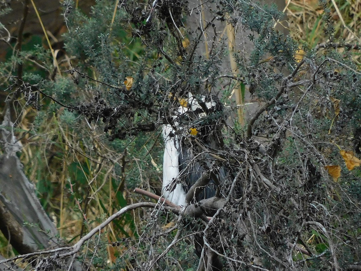 Little Pied Cormorant - George Vaughan