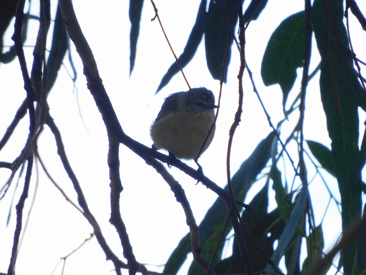 Yellow-rumped Thornbill - ML616850015