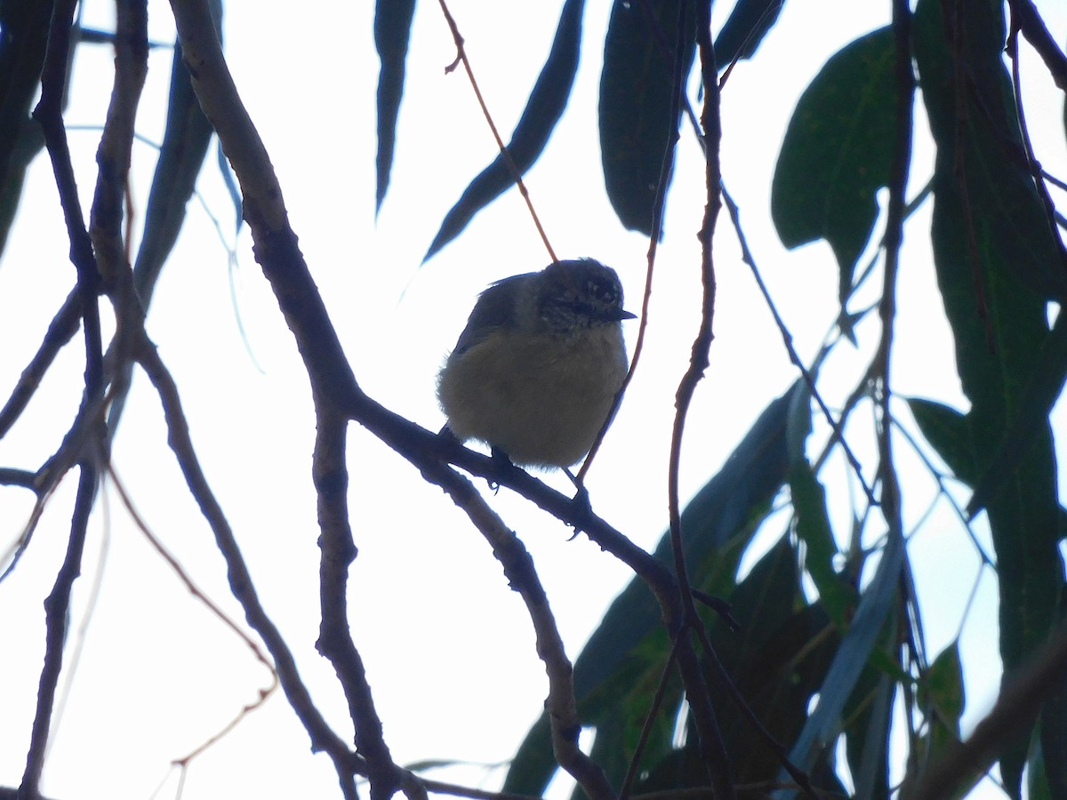 Yellow-rumped Thornbill - ML616850016