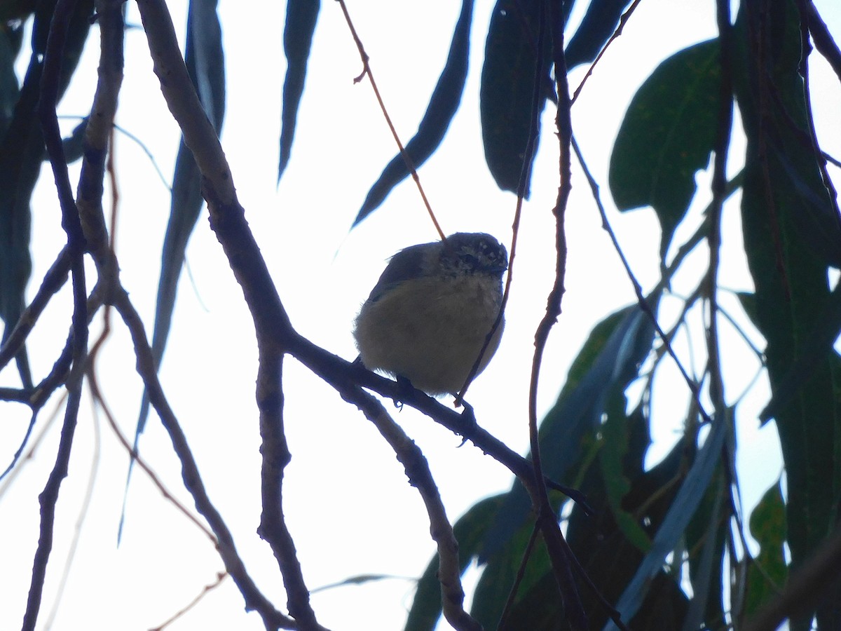 Yellow-rumped Thornbill - George Vaughan