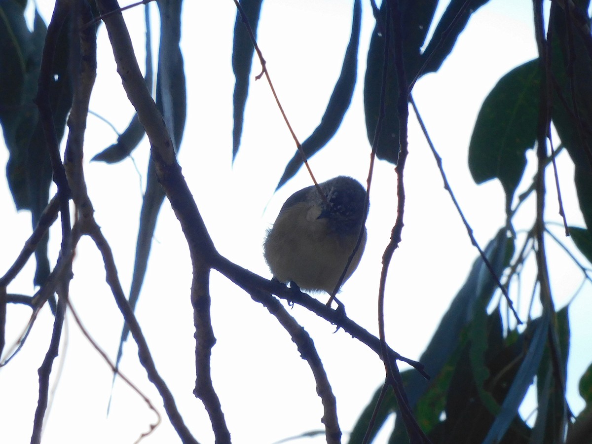 Yellow-rumped Thornbill - ML616850019